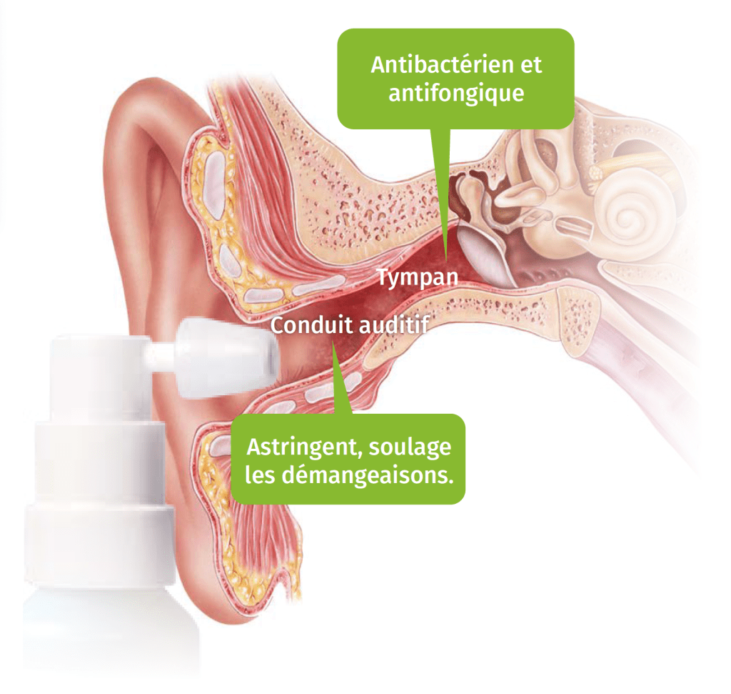 Anatomie de l'oreille - otite externe
